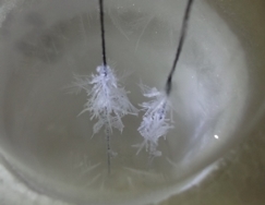 雪の結晶